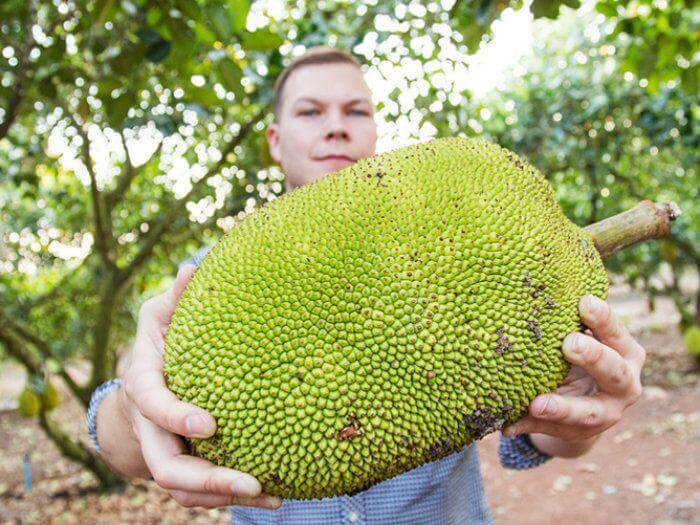 How Jackfruit Is the Next Big Thing in Veganism