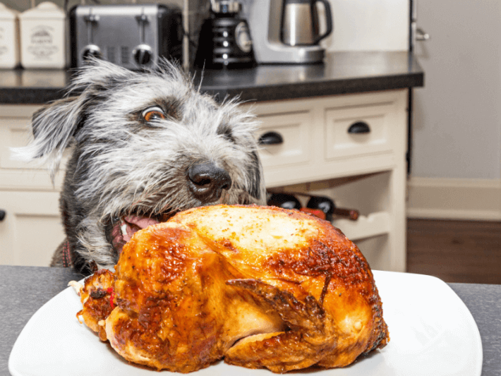 best human food for dog training