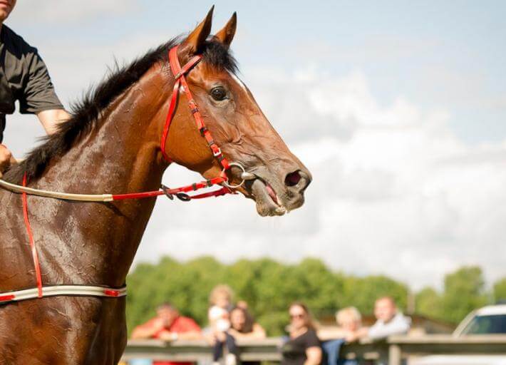 This beautiful horse is a representation of how so many English idioms come from horse culture: to spur, to rein in, to hold your horses, and so on.