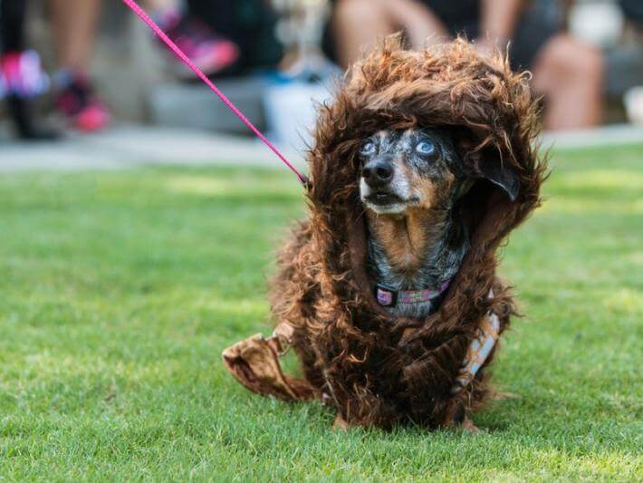 a dog dressed as a wookiee