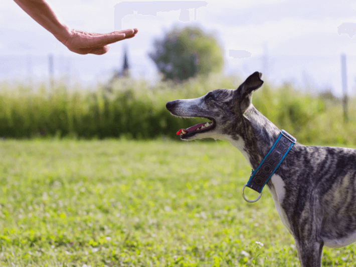 to Teach Your Dog to Stay | Dog Trainer 