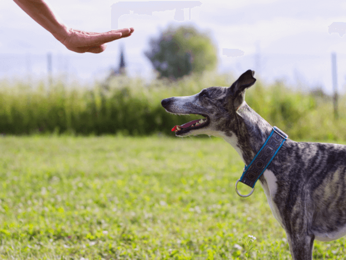 Dog being told to stay