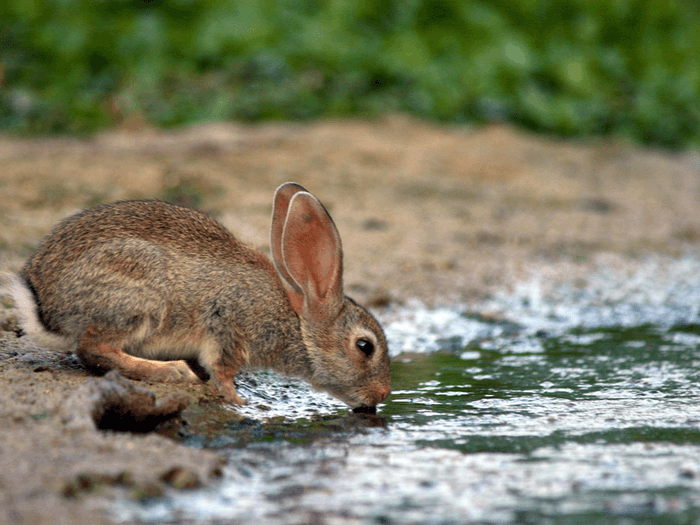 How Many Animals Are Going To The River It S Complicated