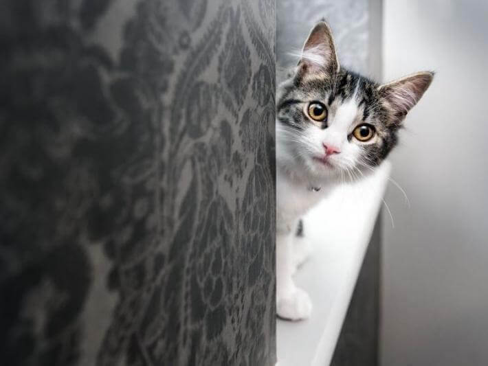 A kitten peeking around a corner (not a peak or a pique)