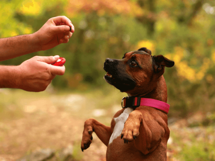 The Dog Trainer : How Does Clicker Training Work?  Dog Trainer :: Quick  and Dirty Tips