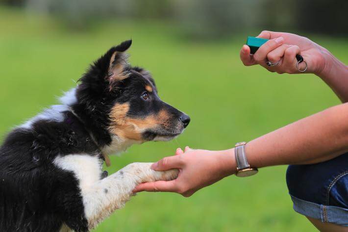 The Dog Trainer How to Train Your Dog with a Clicker
