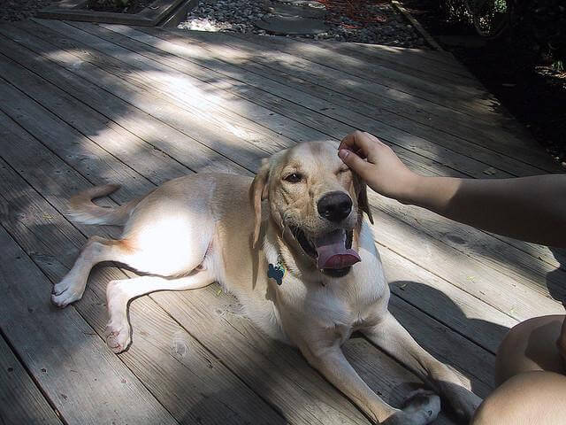pet or petted