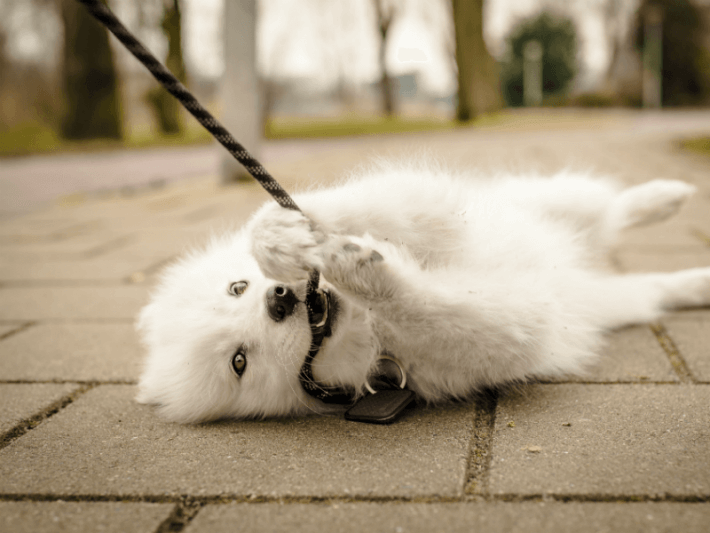 puppy biting on leash