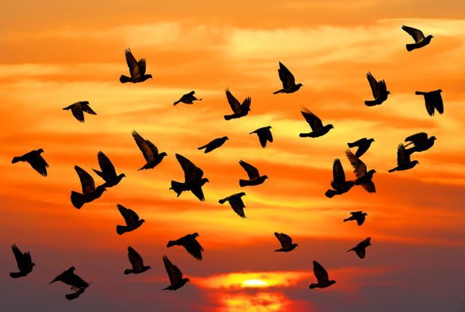 a flock of birds
