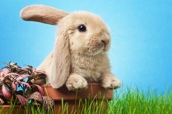 bunny foo foo origin