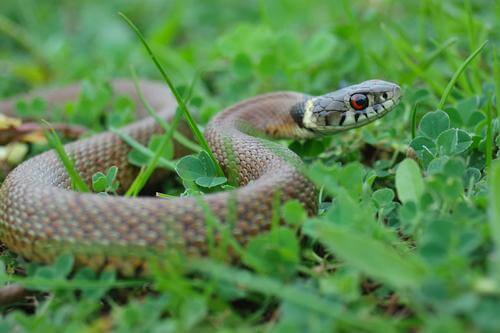 4 Tricks To Keep Snakes Out Of Your Yard