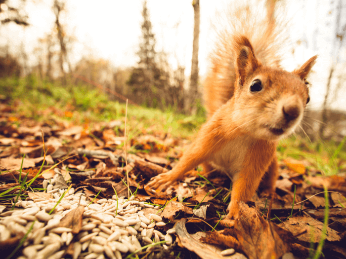 How To Get Rid Of Squirrels