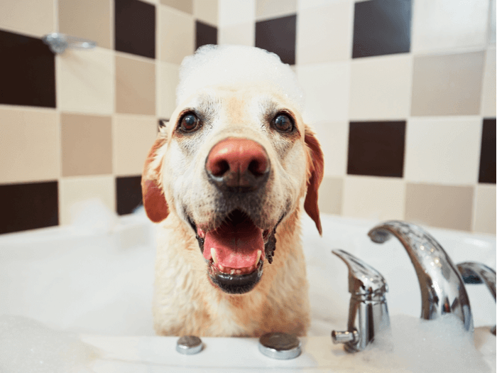 9 Simple Dog-Washing Tips