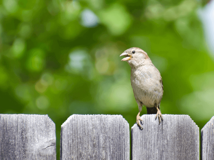 Bird sitting on a fence. | Photo:Shutterstock