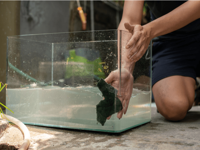 cleaner fish for aquarium