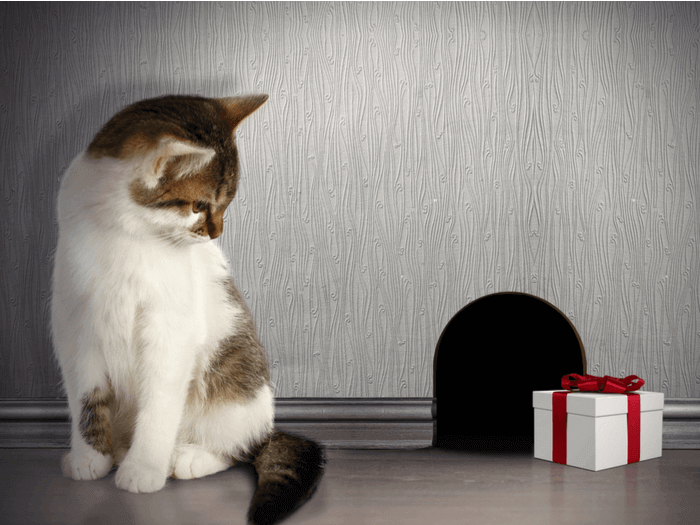 How To Get Mice And Rats Out Of Your Home Without Calling An