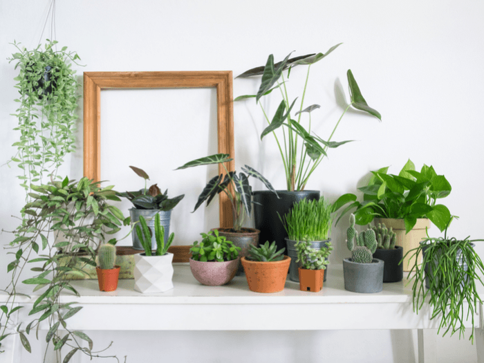 Every Question You Have About Your Houseplants, Answered