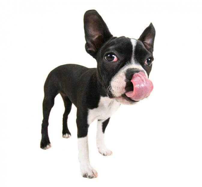 The Dog Trainer : What Should You Do