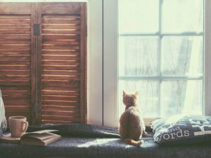 image of a calm home with a cat by a window