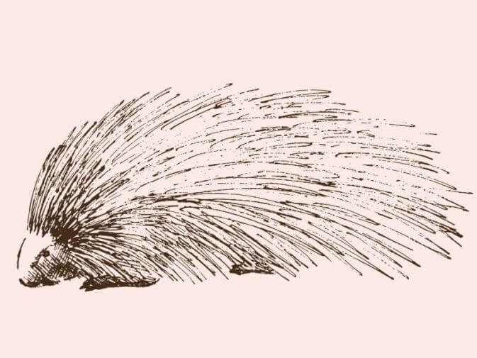 image of a porcupine symbolizing defensiveness