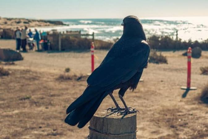 American crow watching people on a beach