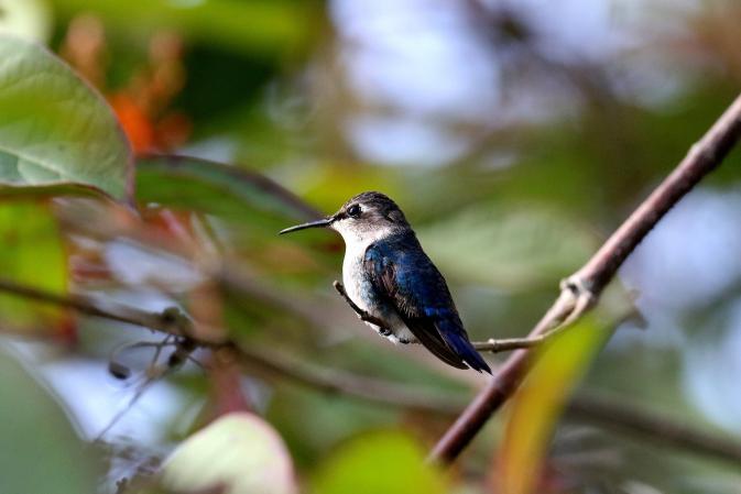 bee hummingbird