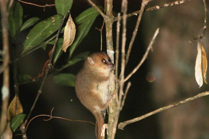 Goodman's mouse lemur
