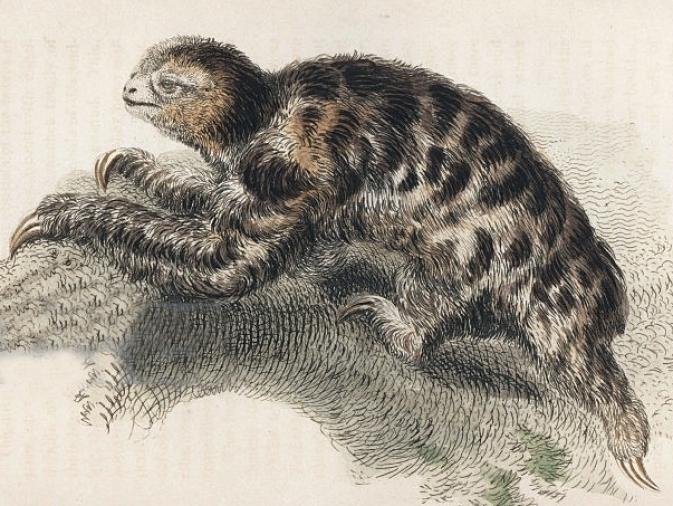 bradypus pygmaeus