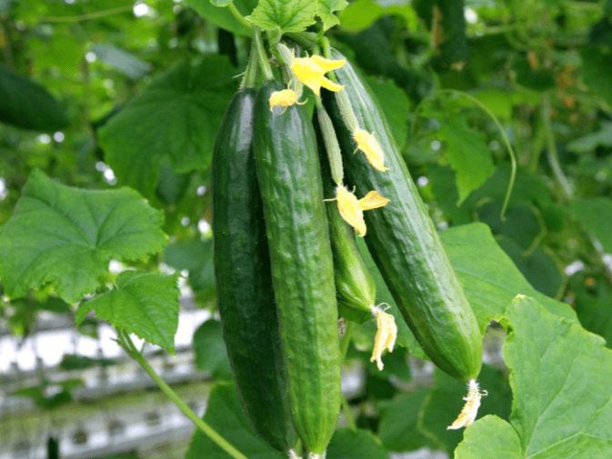 cucumbers on a vine are actually fruits