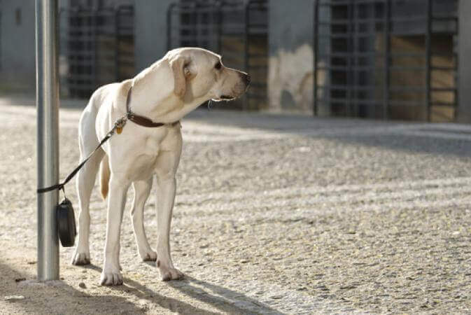 tie the dog