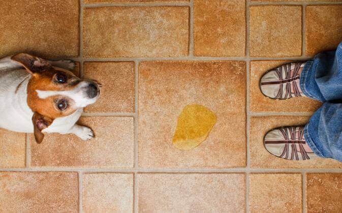 Dog Pee Floor Scolding