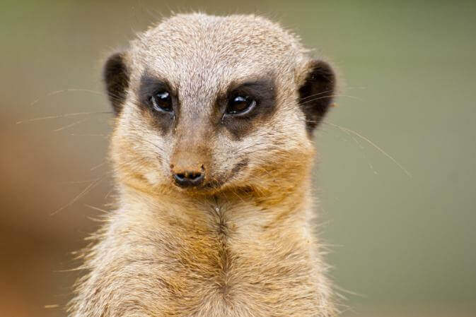 plural of mongoose grammar