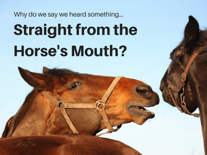 straight from the horse's mouth