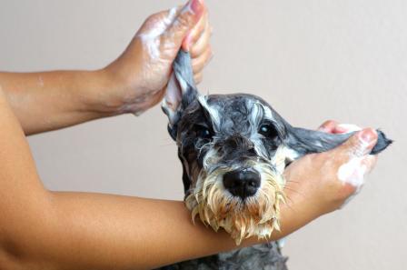 can i shower my dog with human shampoo
