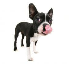 What Should You Do About Your Dog’s Excessive Licking?