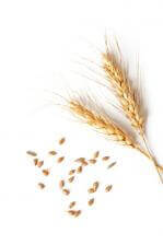 Gluten-Free Diets