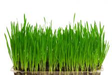 Is Wheat Grass Gluten-Free?