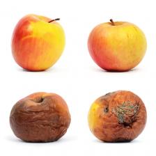 Why Do Apples Turn Brown?