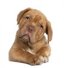 Case Study: The Formerly Housetrained Dog