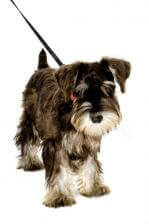 Your Dog's Opposition Reflex