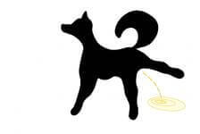 Can Your Dog Pee on Command?