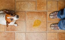 What to Do If Your Dog Still Isn't Housetrained 