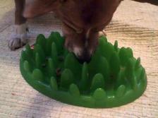 Green Feeder: The New Food-Dispensing Toy on the Block