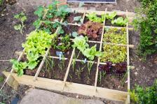 How To Make A Vegetable Garden In A Small Space