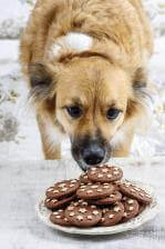dog with cookies