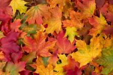 Fall leaves