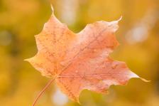 Maple Leaf