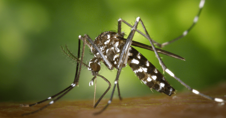 a mosquito perched on someone's skin