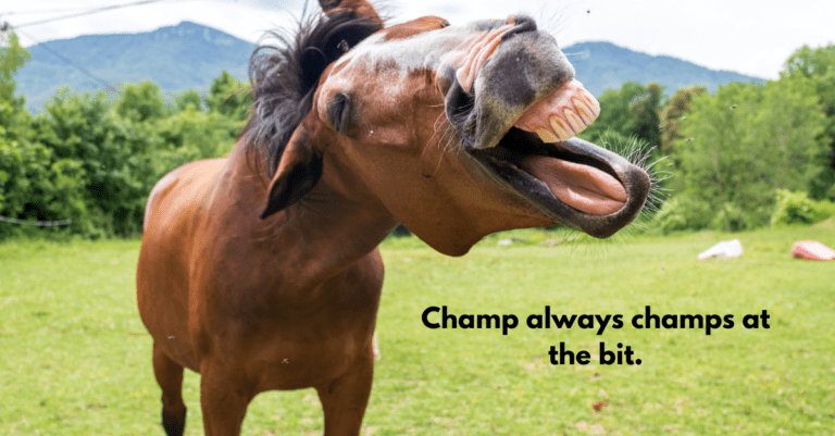 a horse showing its teeth with words that say champ always champs at the bit.