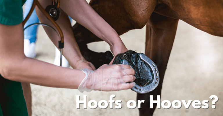 hands holding up a horse's hoof